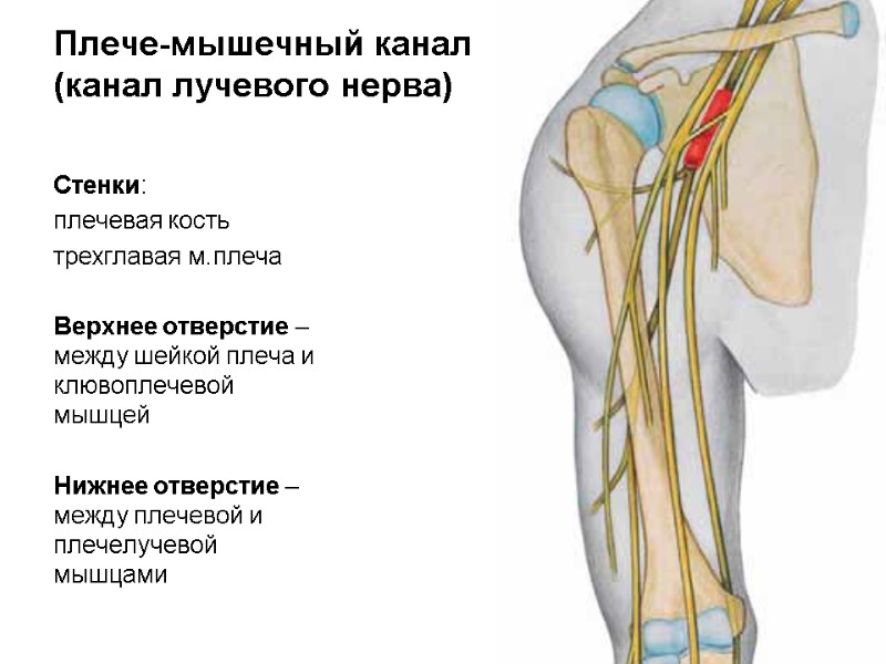 Плече-мышечный канал  (канал лучевого нерва)  Стенки:  плечевая кость трехглавая м.плеча 